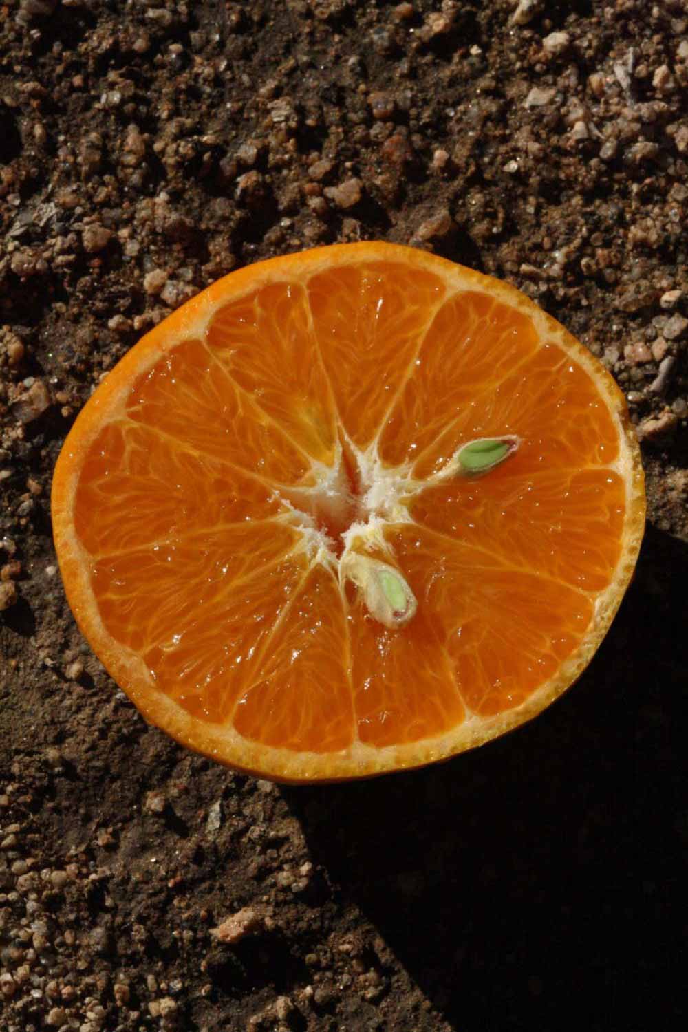              Fruit cross-section of ( Citrus temple  x  Citrus tangerina            ) X  Citrus reticulata        (Yosemite Gold, Riverside, CA)       